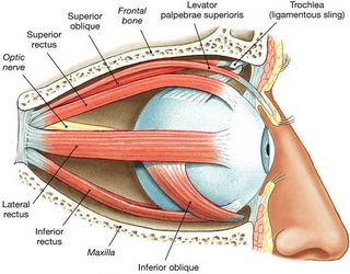 Eyes's muscles