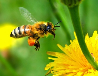 Mass murder of honey bees
