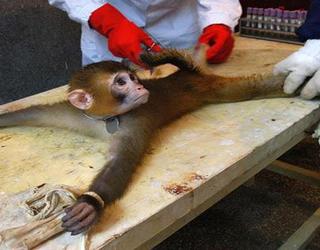 Vivisection and other experiments on animals