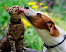 Animals show us how to love thy neighbour