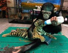 Animals show us how to love thy neighbour