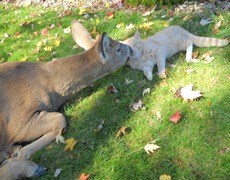 Animals show us how to love thy neighbour