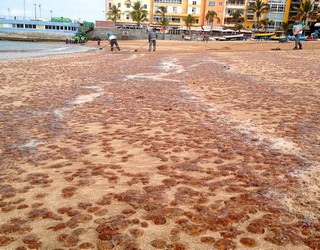 invasion of jelly fish on Gran Canaria