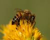Mass murder of honey bees