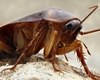 About disgusting cockroaches