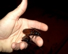 About disgusting cockroaches