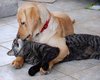 Animals show us how to love thy neighbour