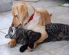 Animals show us how to love thy neighbour