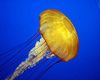 invasion of jelly fish on Gran Canaria